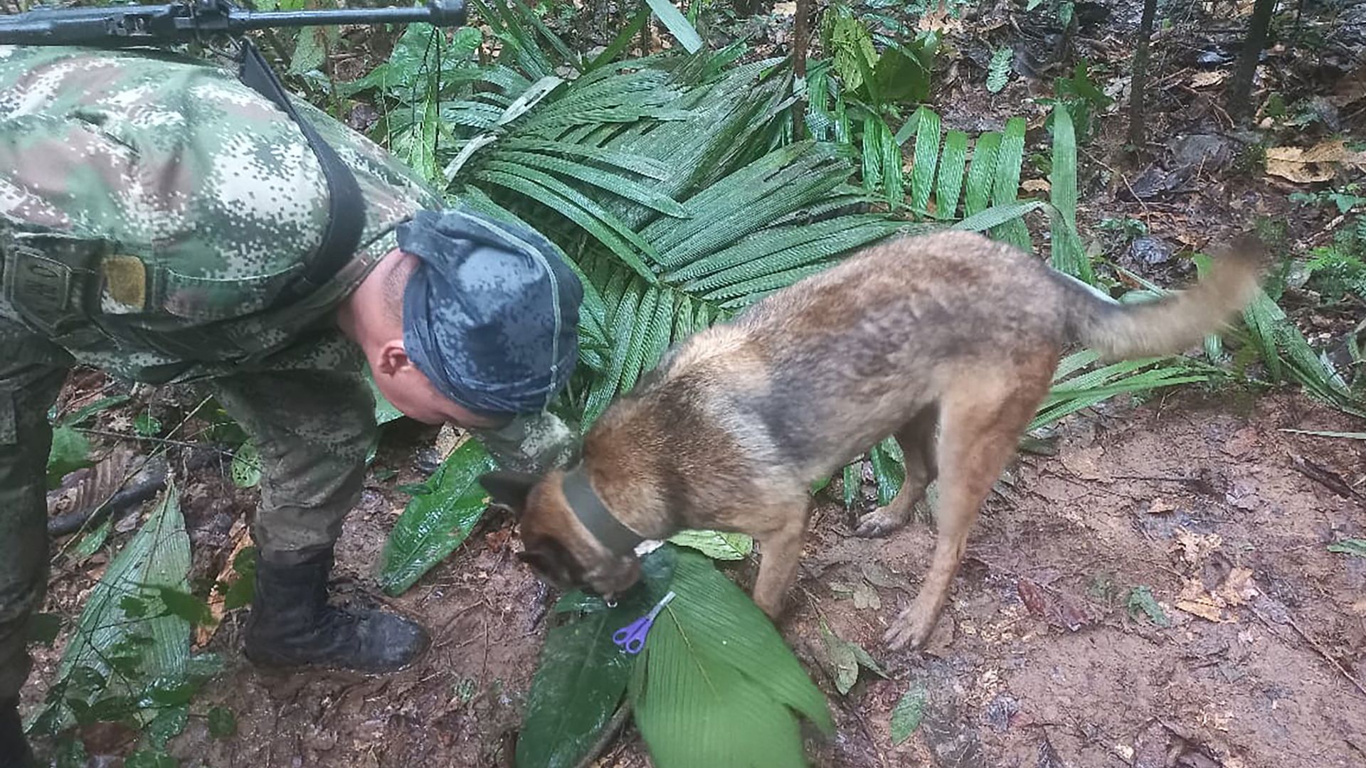 Ein Soldat und ein Spürhund suchen nach vier vermissten Kindern nach einem Flugzeugabsturz im Amazonas-Regenwald in Kolumbien.