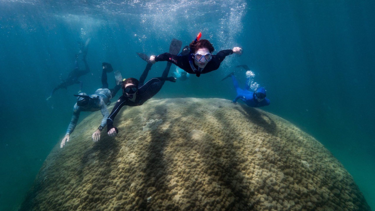 Wissenschaftler schwimmen über die Koralle bei Goolboodi, Australien. | dpa