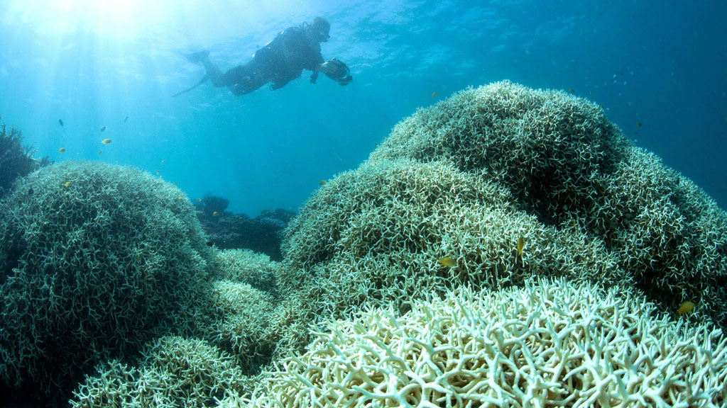 Abgestorbene Korallen am Great Barrier Reef | null