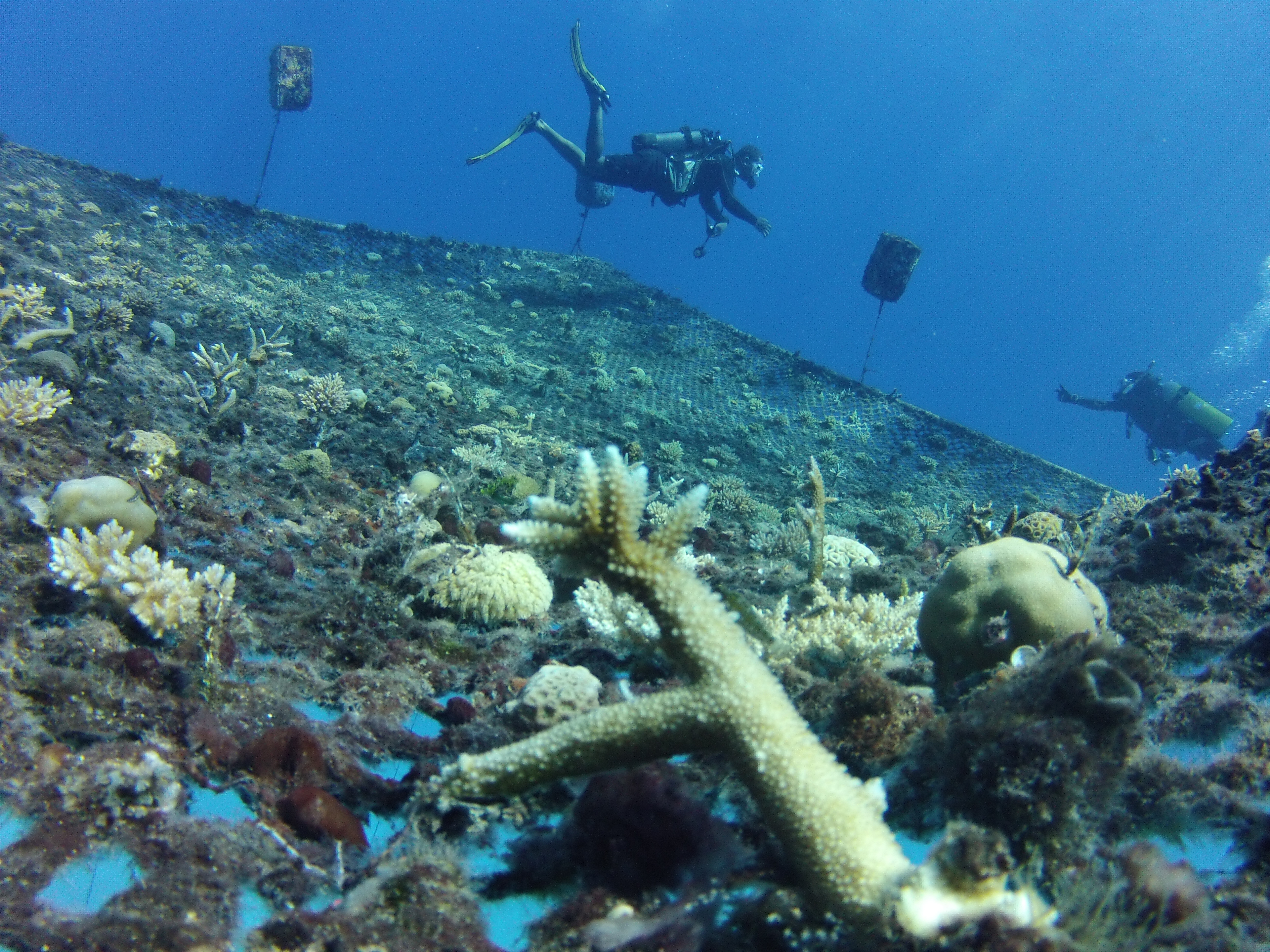 Vor den Seychellen im Indischen Ozean haben Forscher Korallengärten angelegt. | ARD-Studio Nairobi