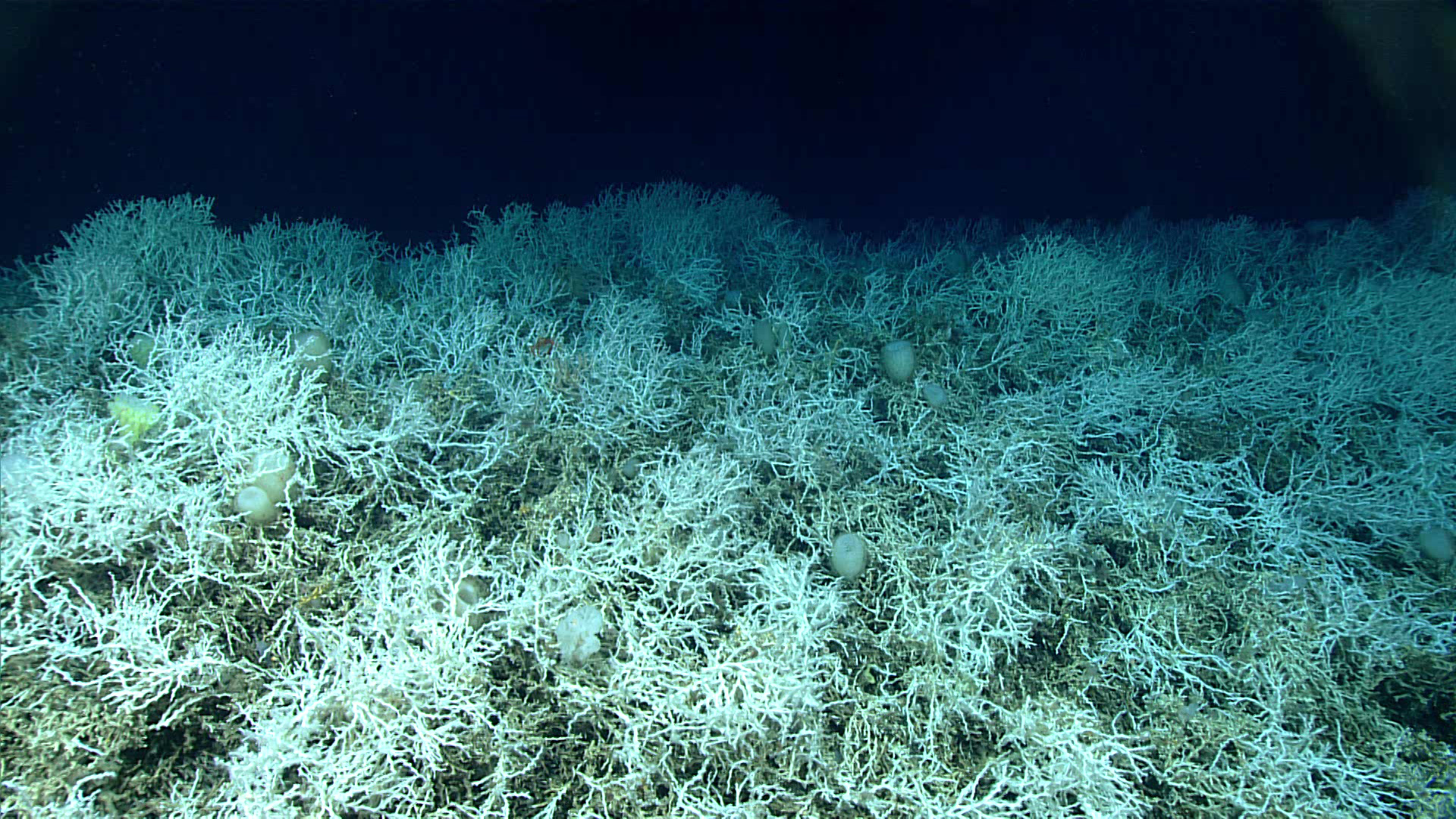 Korallenriff vor der US-Küste.