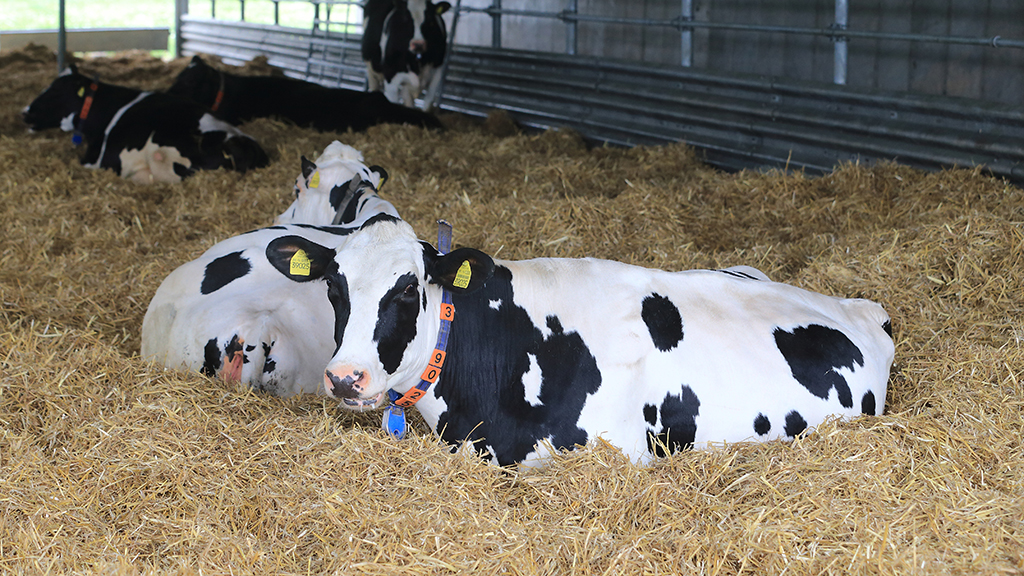Trächtige Kühe in der Landesanstalt für Landwirtschaft, Forsten und Gartenbau in Iden (Sachsen-Anhalt)