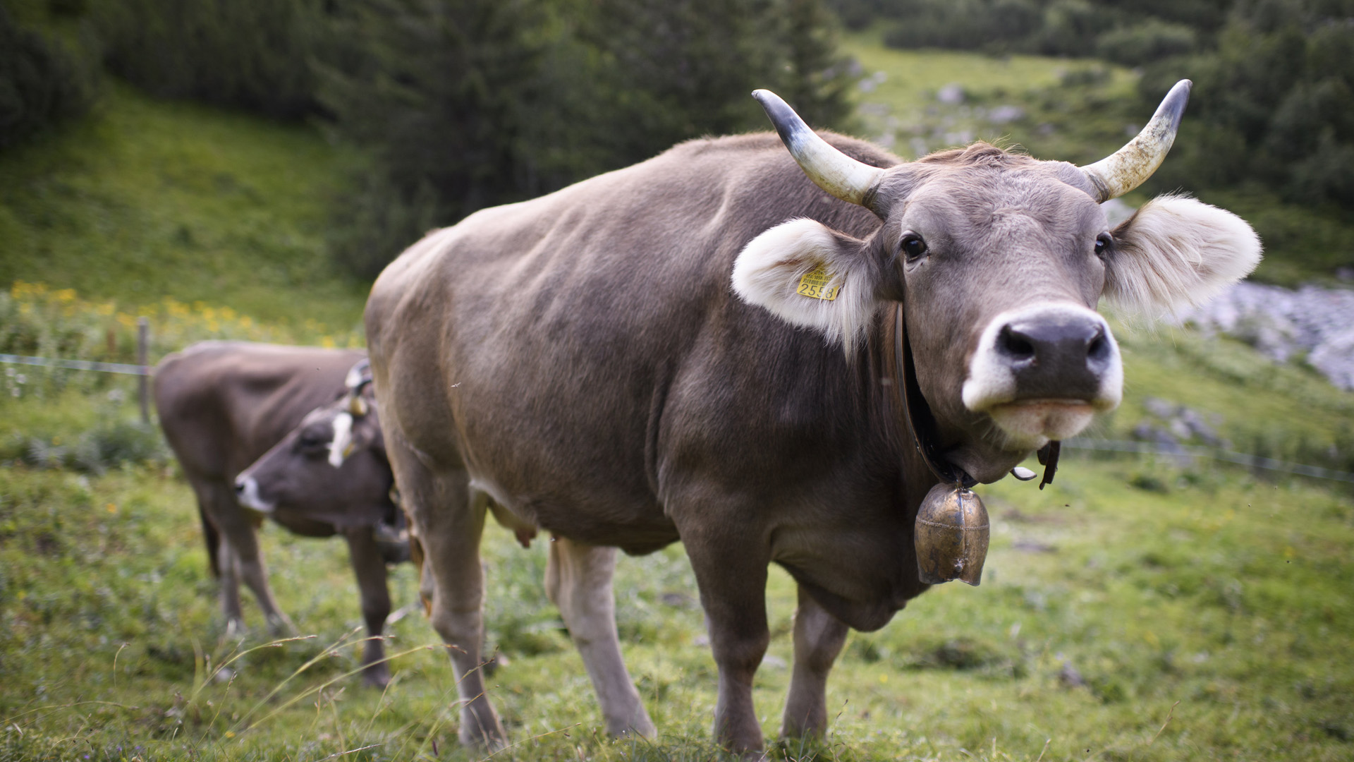Kühe mit Hörnern auf einer Schweizer Wiese | Bildquelle: dpa