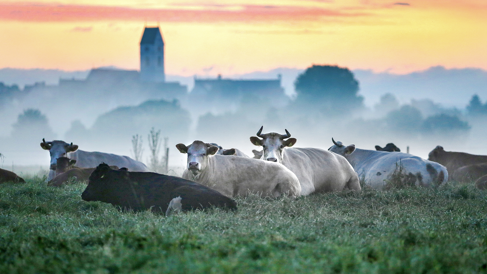 Kühe liegen kurz vor Sonnenaufgang auf einer Weide bei Altheim (Baden-Württemberg).  | dpa