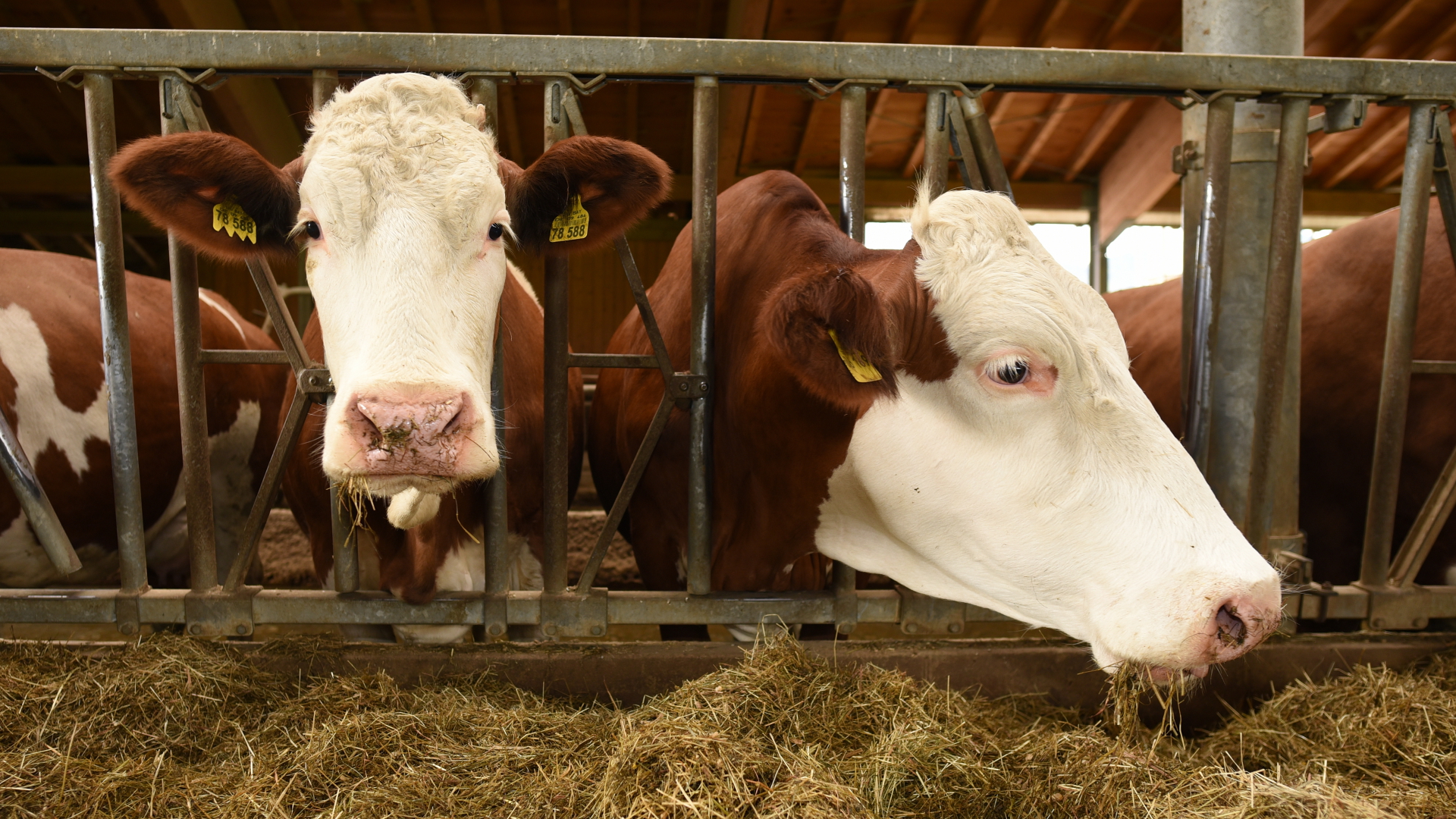 Kühe fressen in einem Stall | dpa