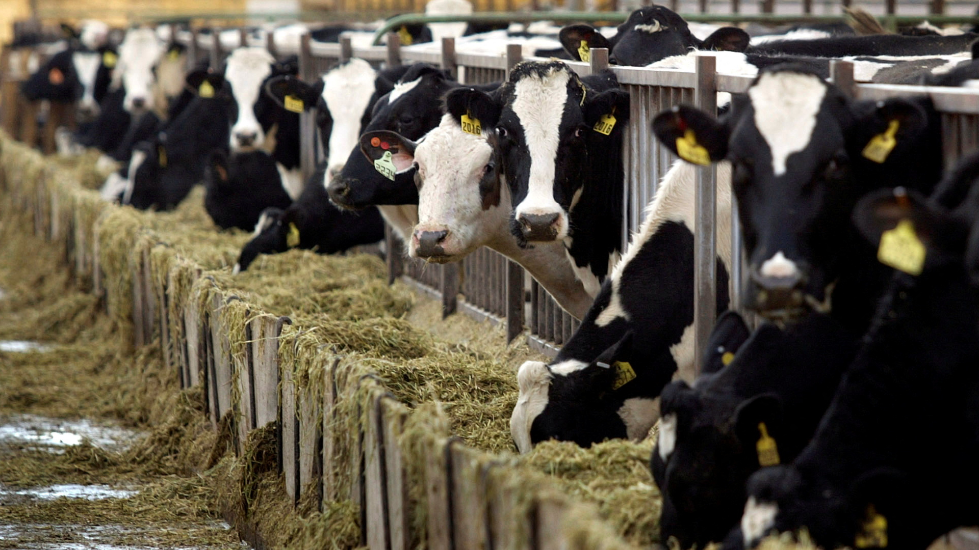 Kühe fressen in einem Stall. | REUTERS