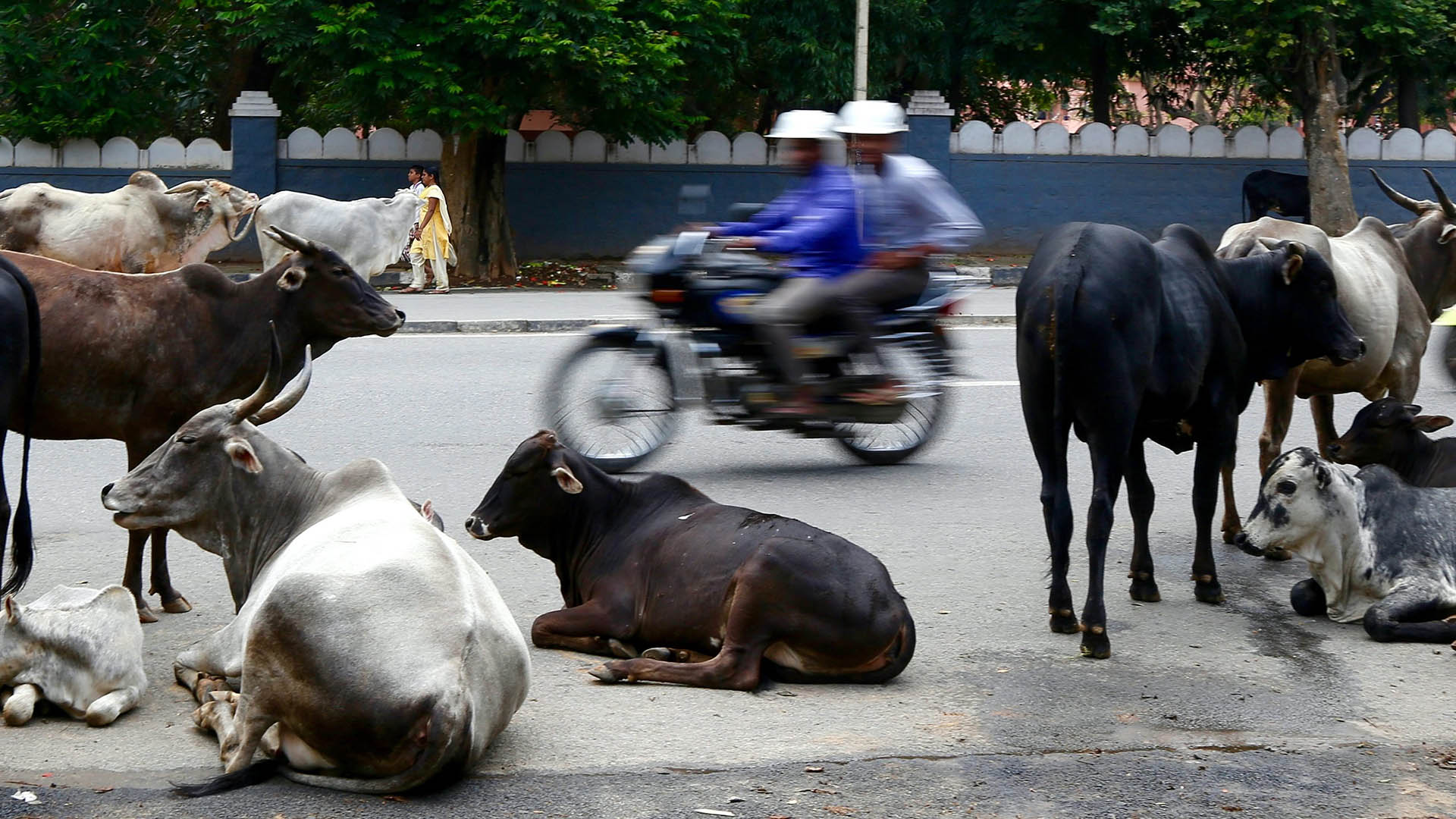Indische Streunerkühe und Stiere sitzen mitten auf der Straße in Bangalore, Indien. | picture alliance / dpa