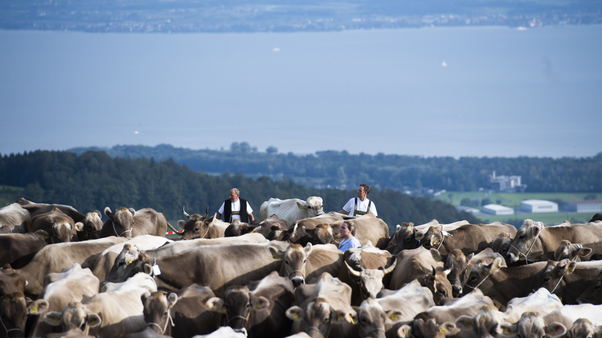 Schweizer Sennen präsentieren ihre Kühe während einer Viehschau. Im Hintergrund ist der Bodensee zu sehen. | dpa