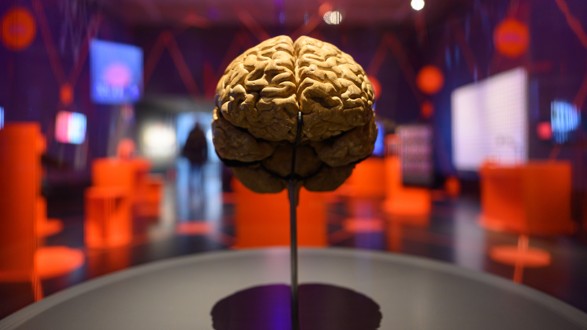 Modell eines menschlichen Gehirns | dpa