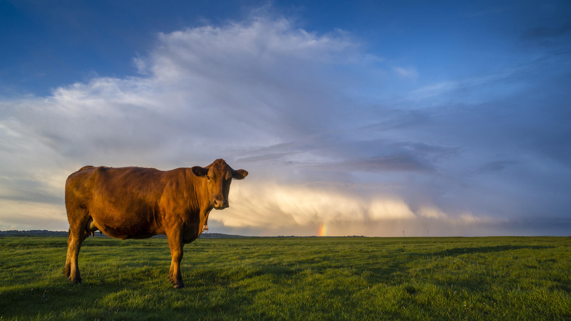 Eine Kuh steht auf einer Weide. | picture alliance / imageBROKER