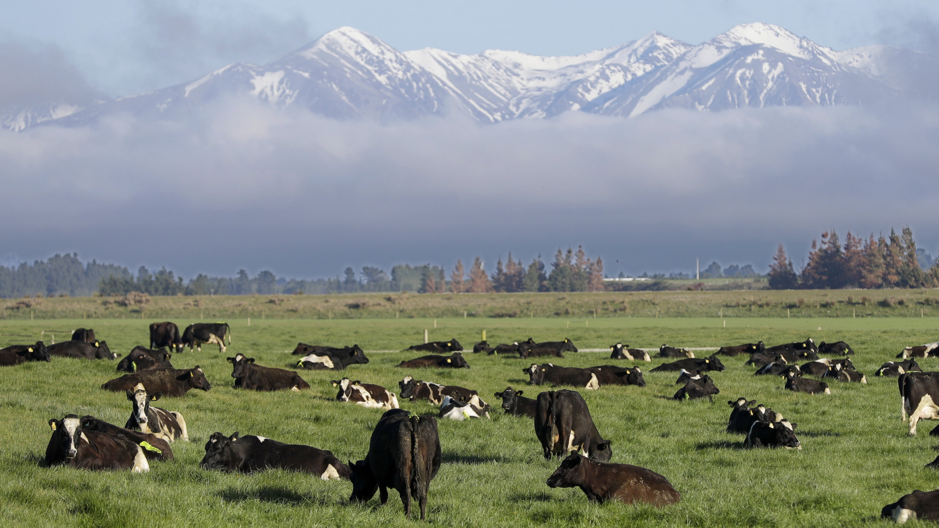Neuseelands Milchindustrie: Kuhtoilette im Test
