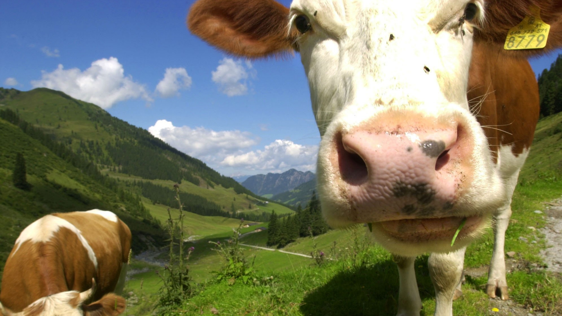 Kühe auf einer Alm in Tirol (Archivbild) | dpa