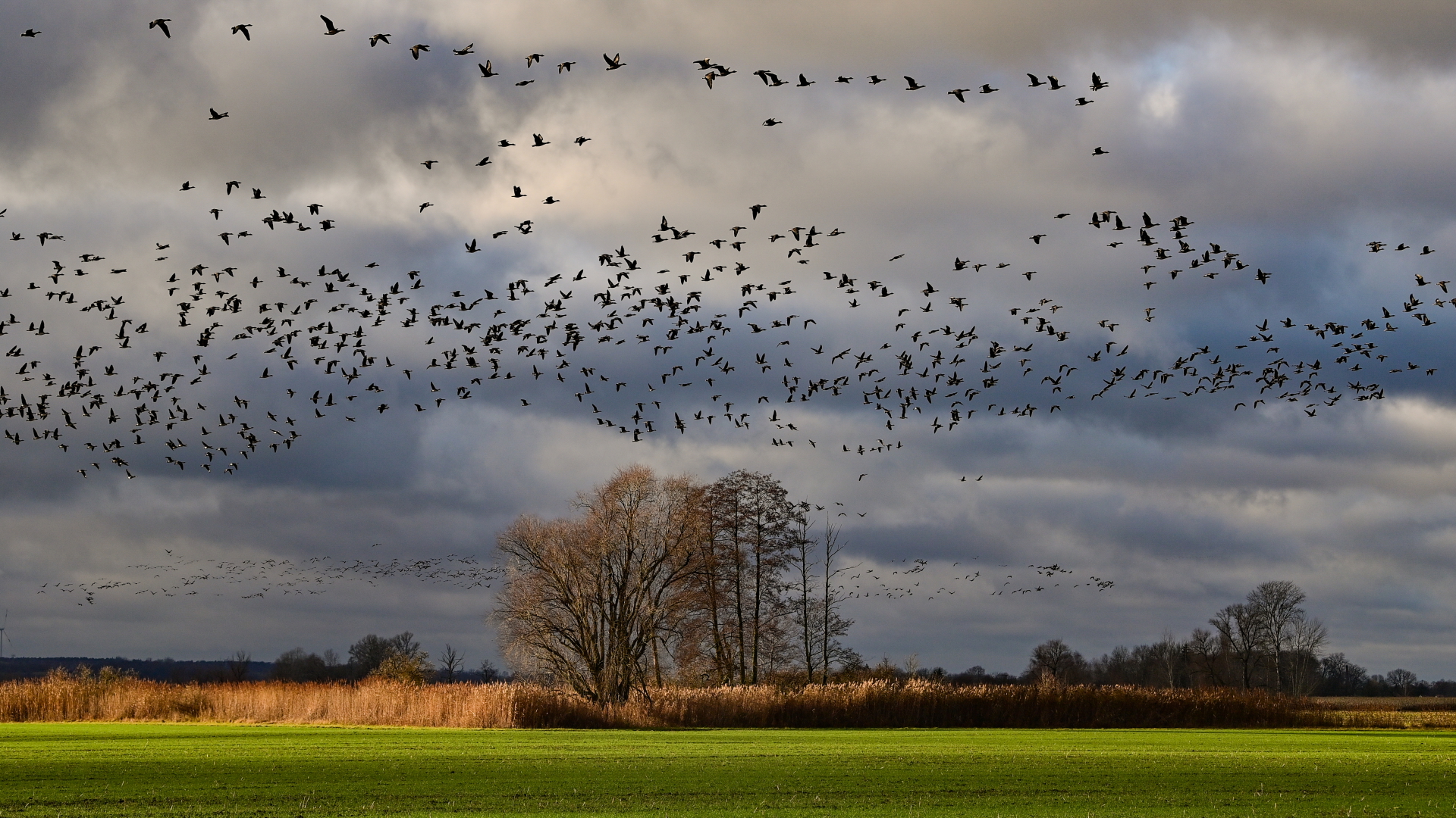 Wildgänse fliegen über die weite Landschaft des Oderbruchs im Osten von Brandenburg. | ZB