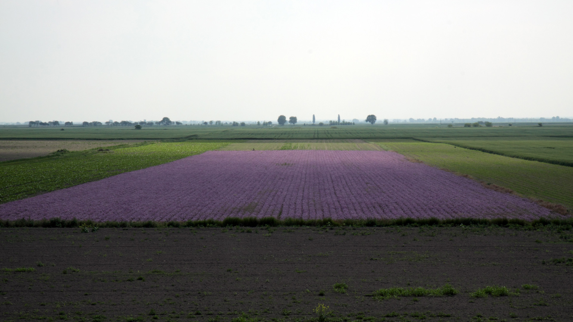 Lavendelfeld in Ungarn | picture alliance / Reinhard Koes