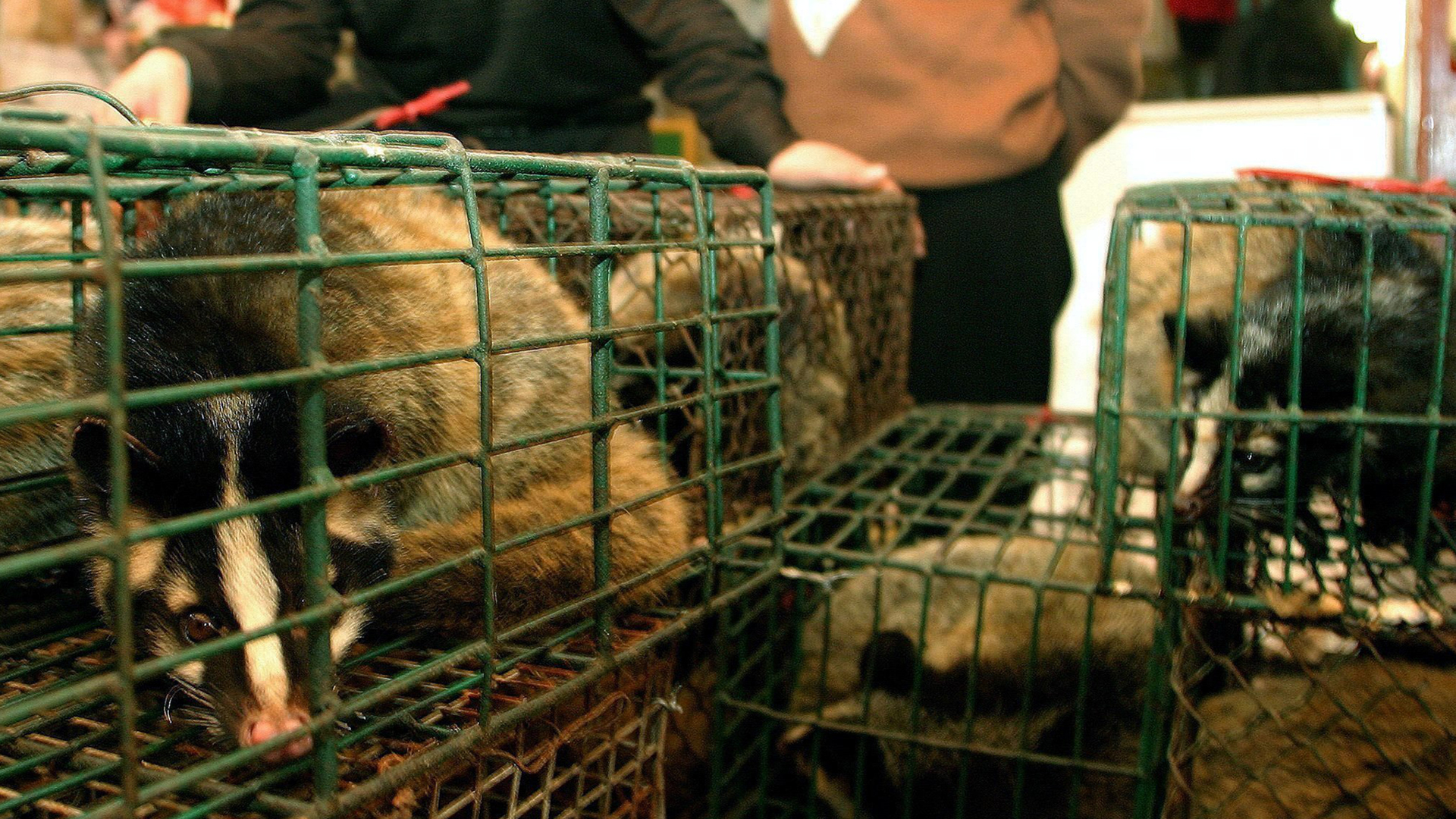 Larvenroller werden auf einem Fleischmarkt für Wildtiere in Guangzhou (China) angeboten.  | picture-alliance / dpa/dpaweb