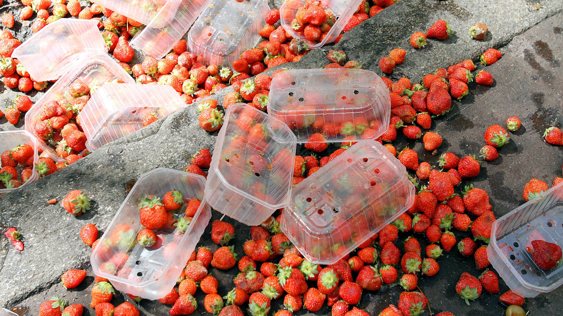 Aus Plastikschalten gepurzelte Erdbeeren liegen auf Asphalt. | picture alliance / maxppp