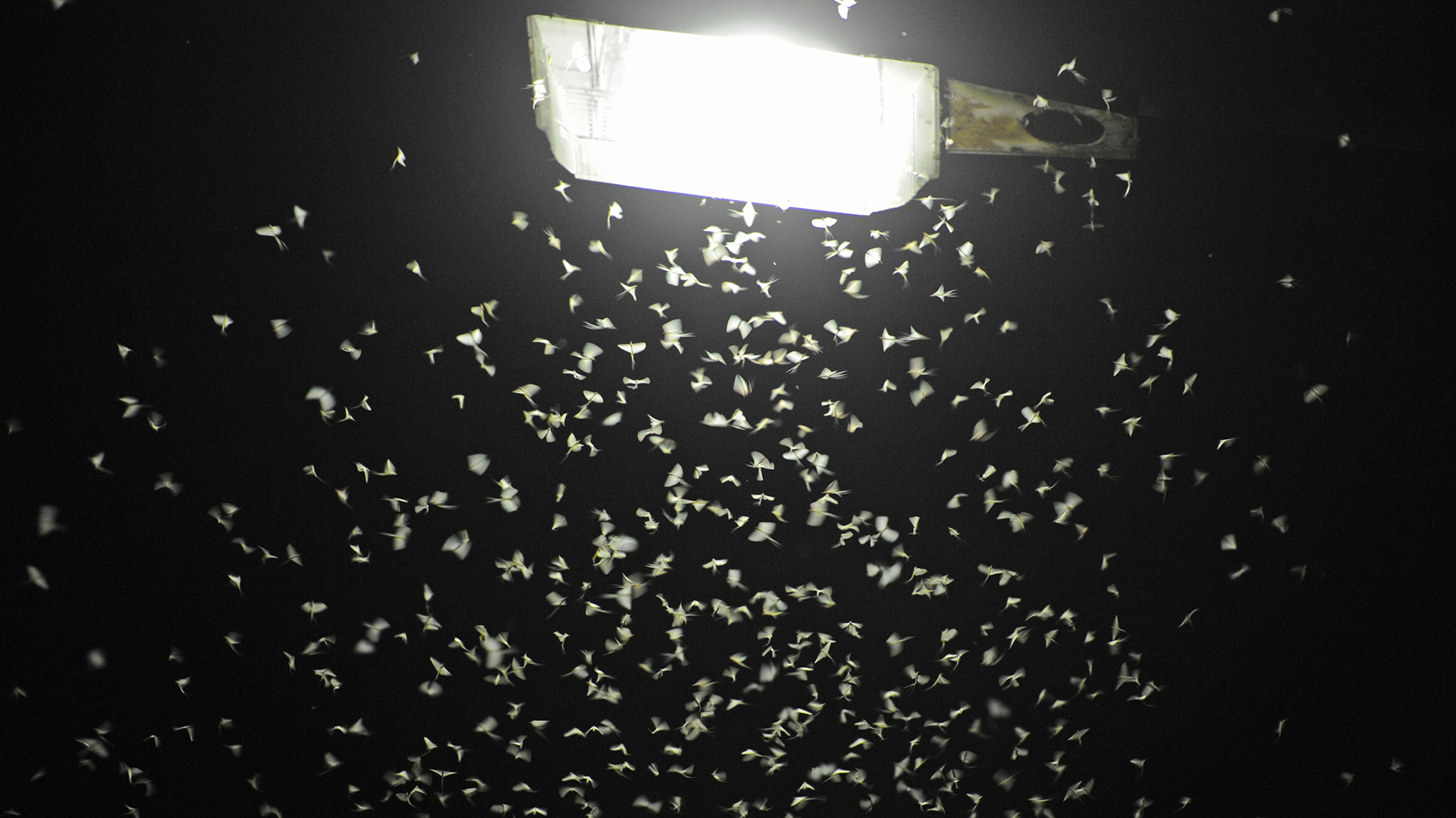Insekten vor einer Lampe bei Nacht
