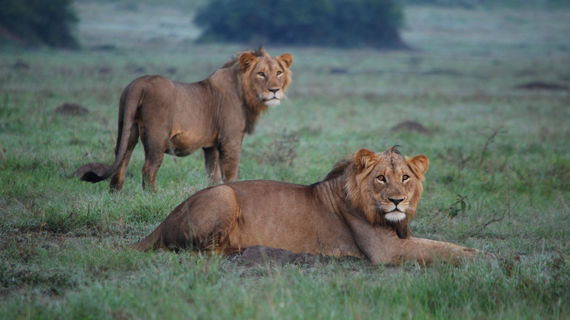 Löwen im Akagera-Nationalpark im ostafrikanischen Ruanda. | picture alliance/dpa/African Par