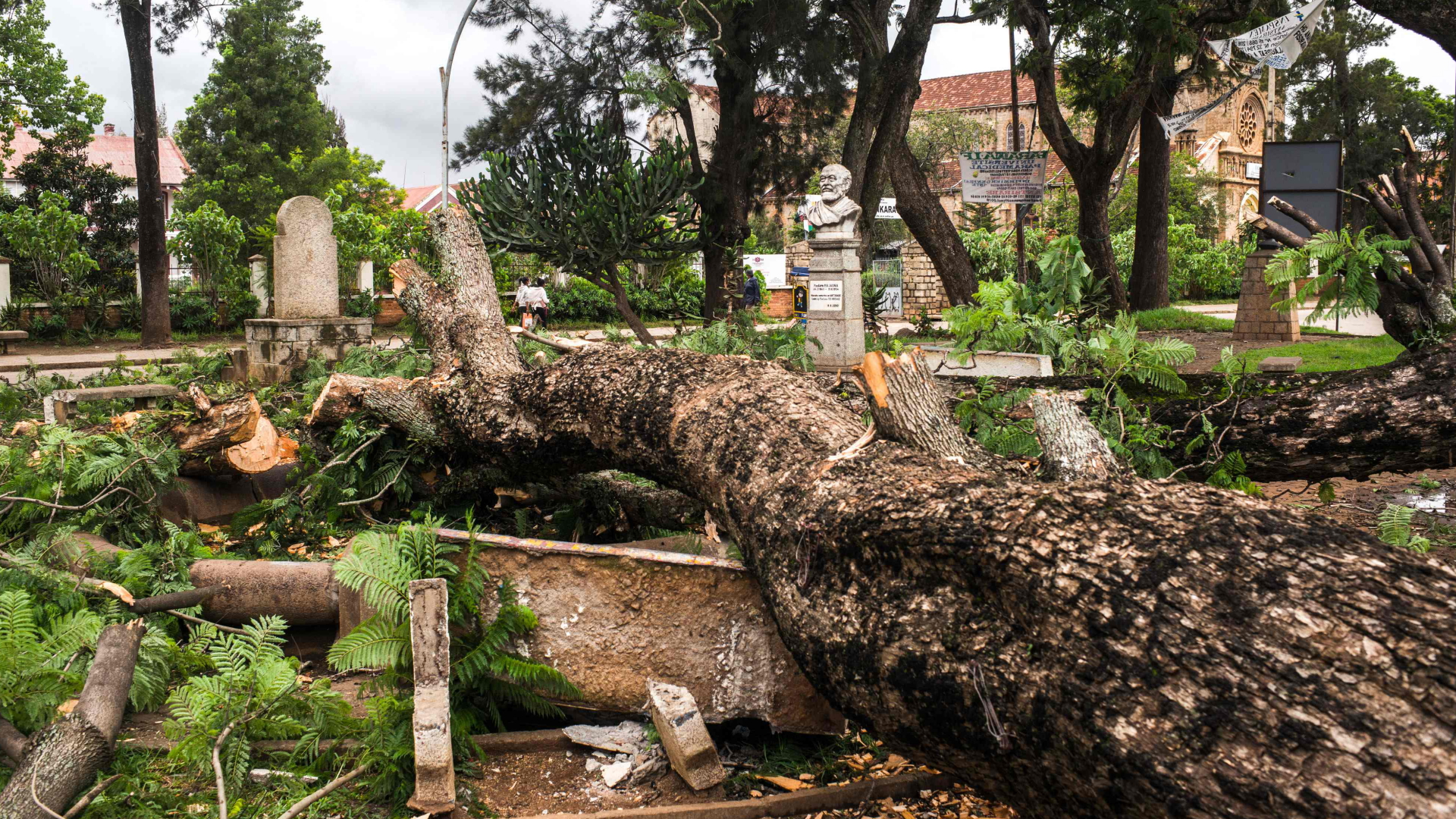 In der Stadt Antsirabe auf Madagaskar hat der Zyklon "Batsirai" zahlreiche Bäume umgerissen. | AFP