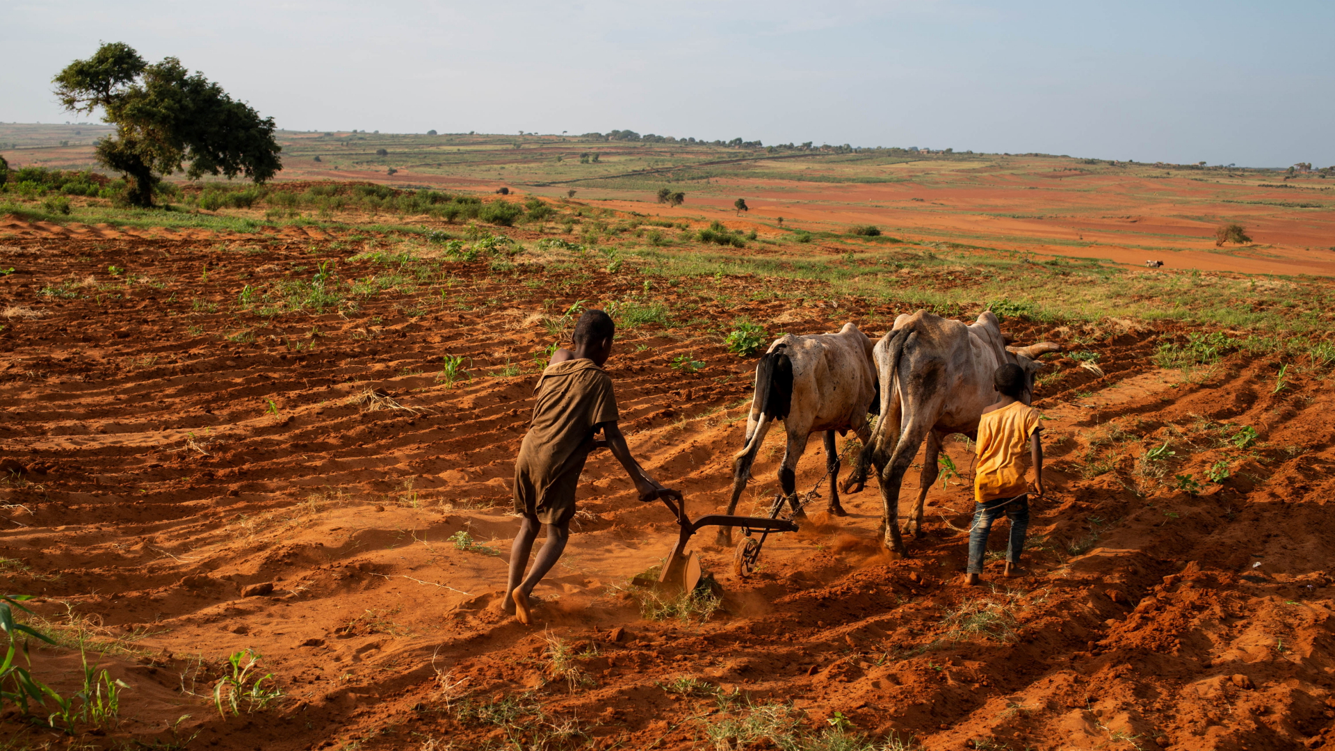 Auf Madagaskar versuchen Kinder mit einem Pflug ein Feld bestellbar zu machen. 