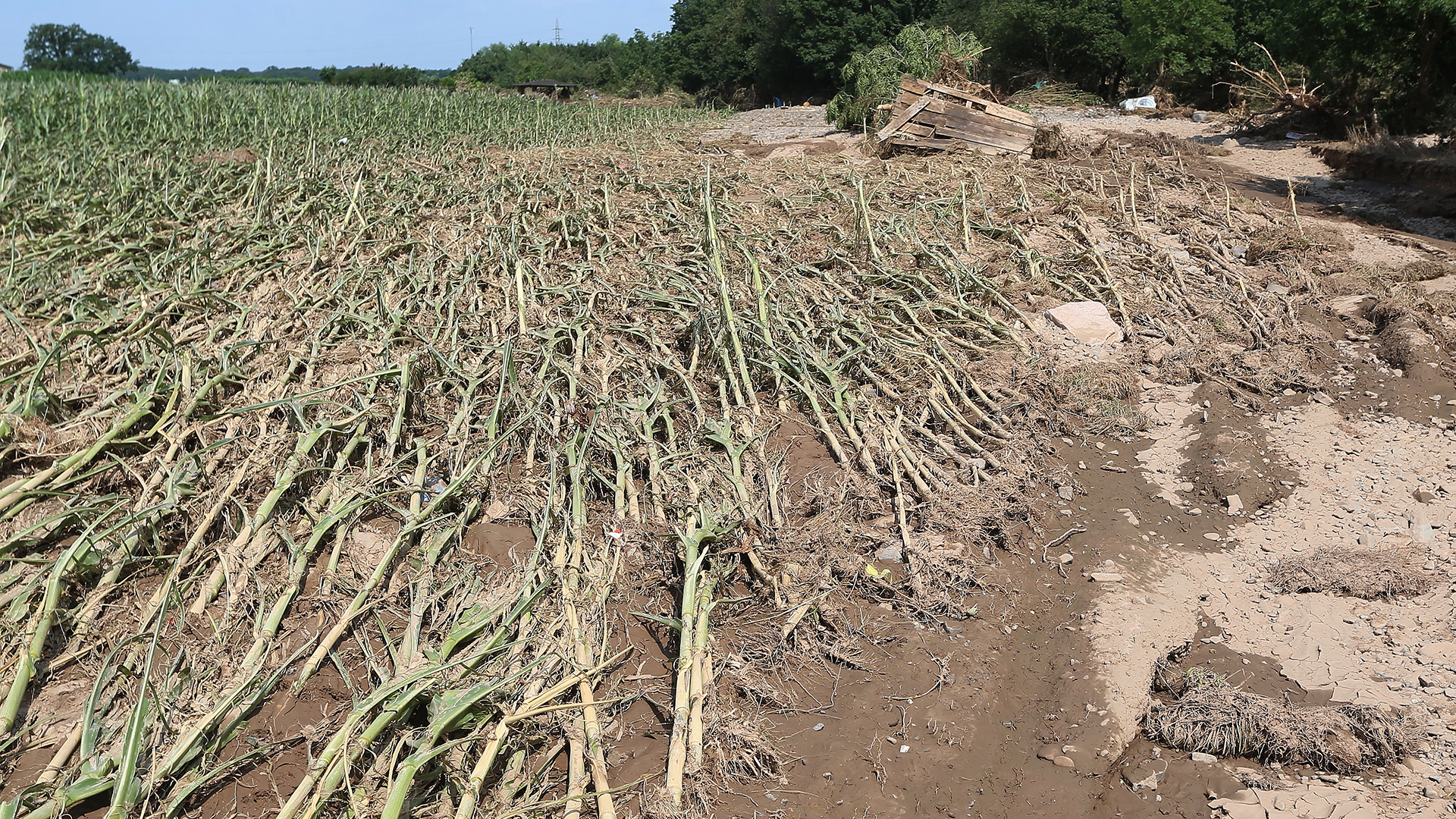 Die Pflanzen eines Maisfelds bei Stotzheim sind zum Teil von den Wassermassen platt gedrückt worden und liegen nun am Boden. | dpa