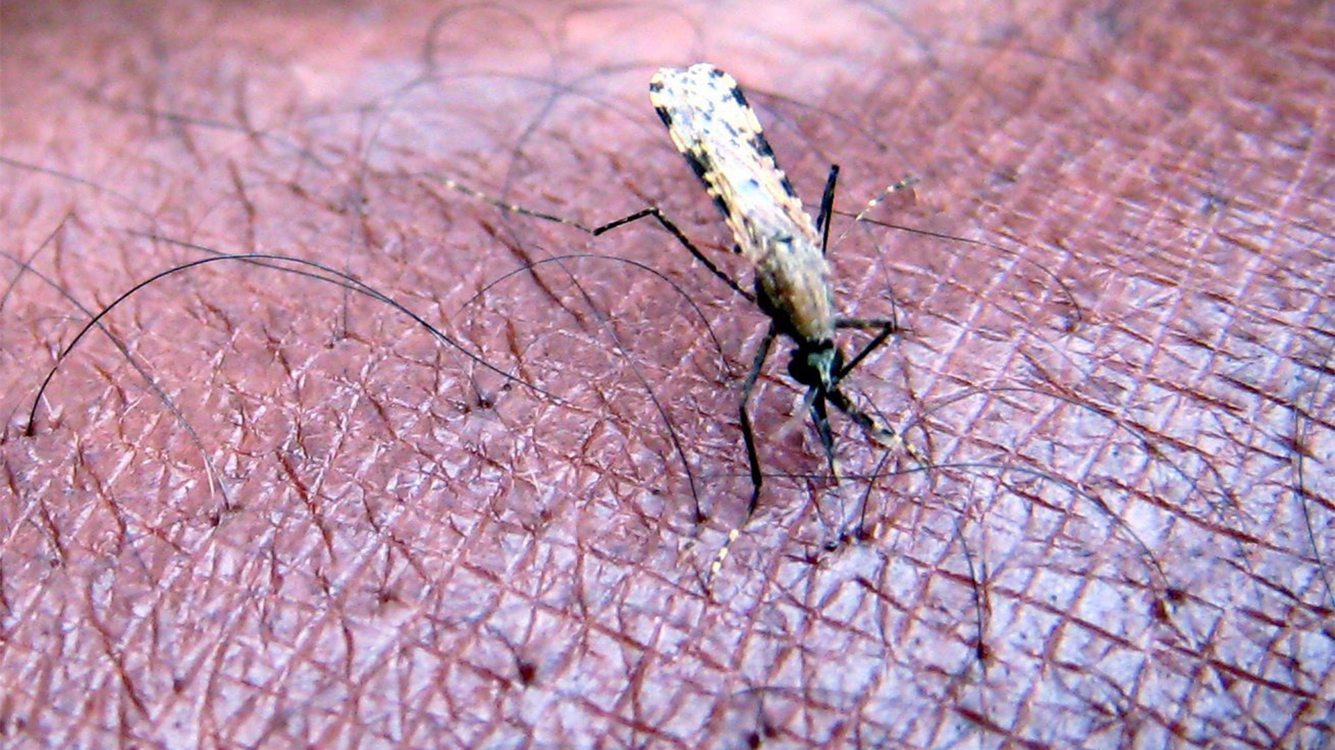 "Anopheles gambiae", eine der Stechmückenarten, die Malaria übertragen