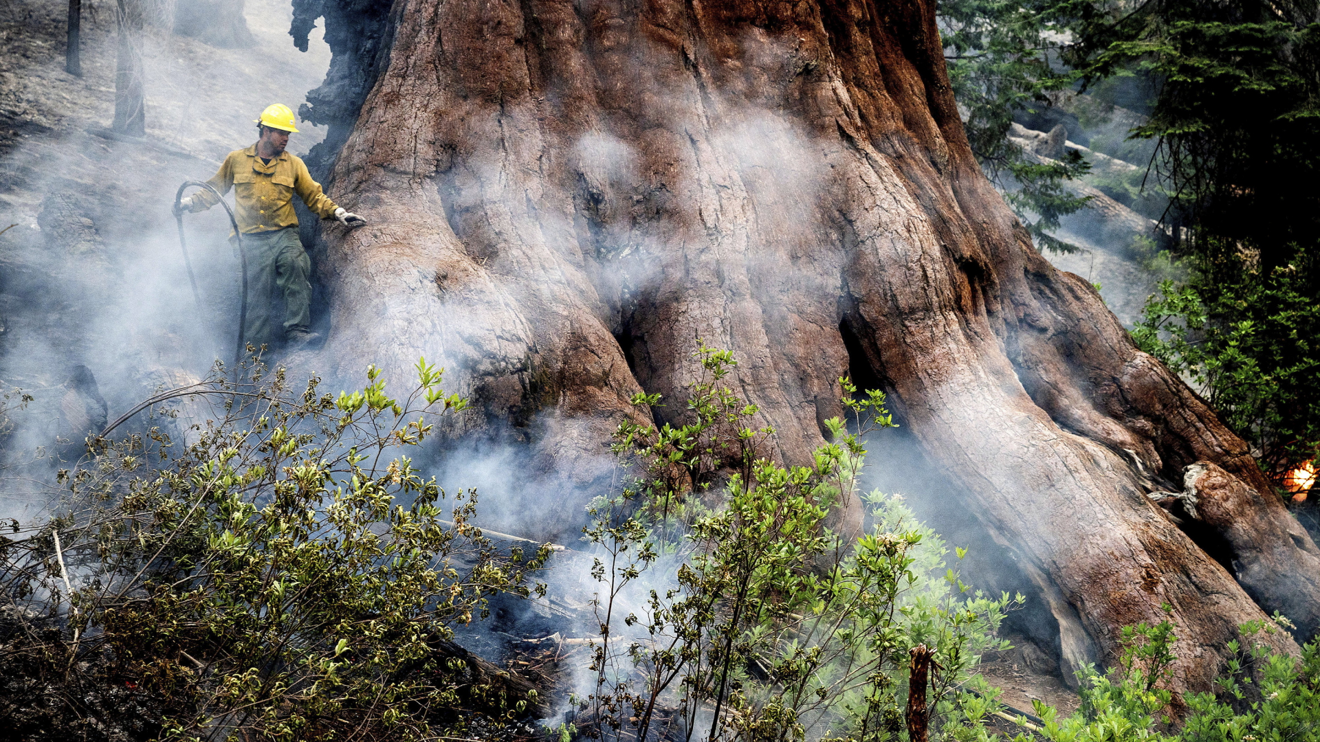 Ein Feuer in der Mariposa Grove im Yosemite-Nationalpark in den USA. | AP