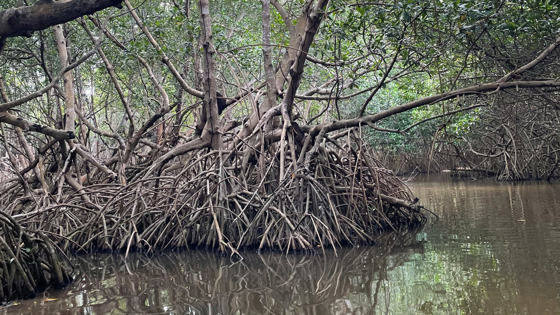 Mangroven | ard-mexico