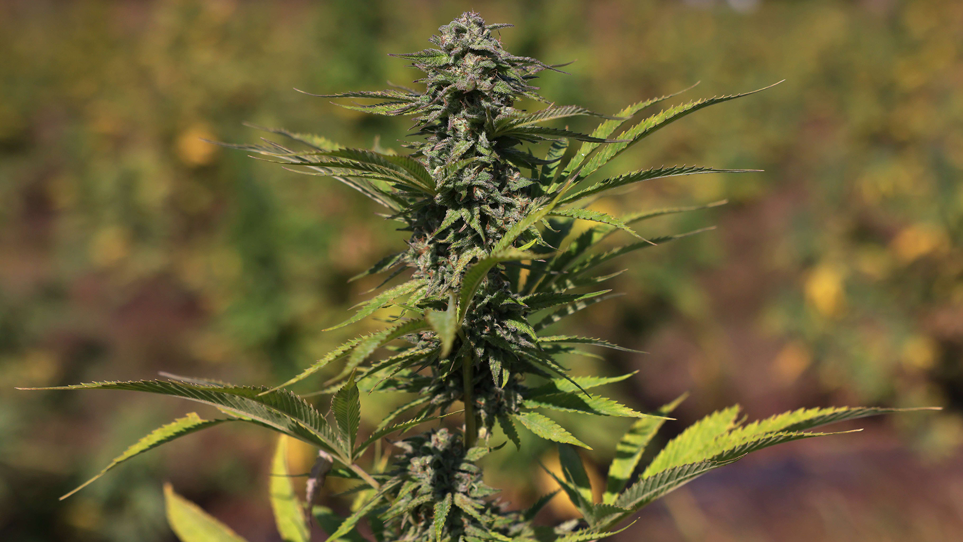 Cannabispflanze | AFP