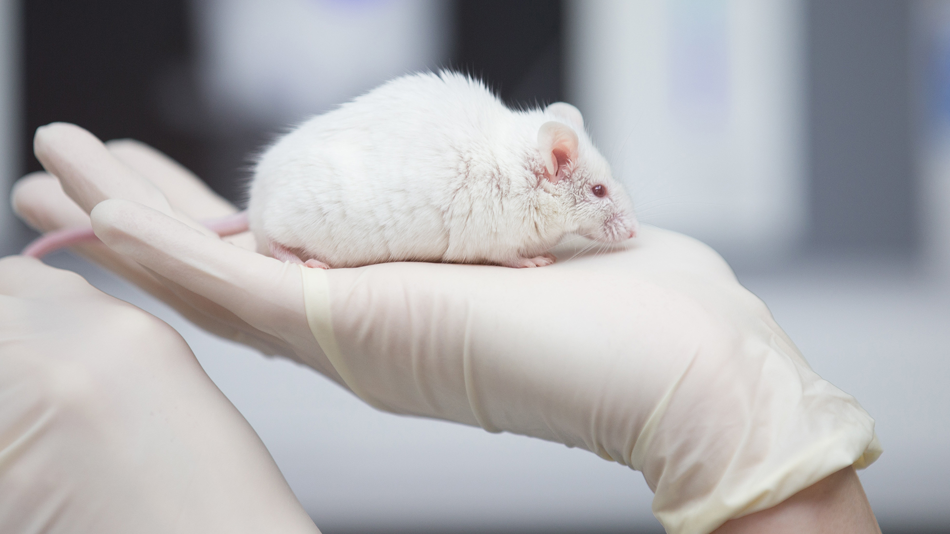 Eine wissenschaftliche Mitarbeiterin einer tierexperimentellen Forschungseinrichtung hat eine Maus in der Hand. | picture alliance/dpa