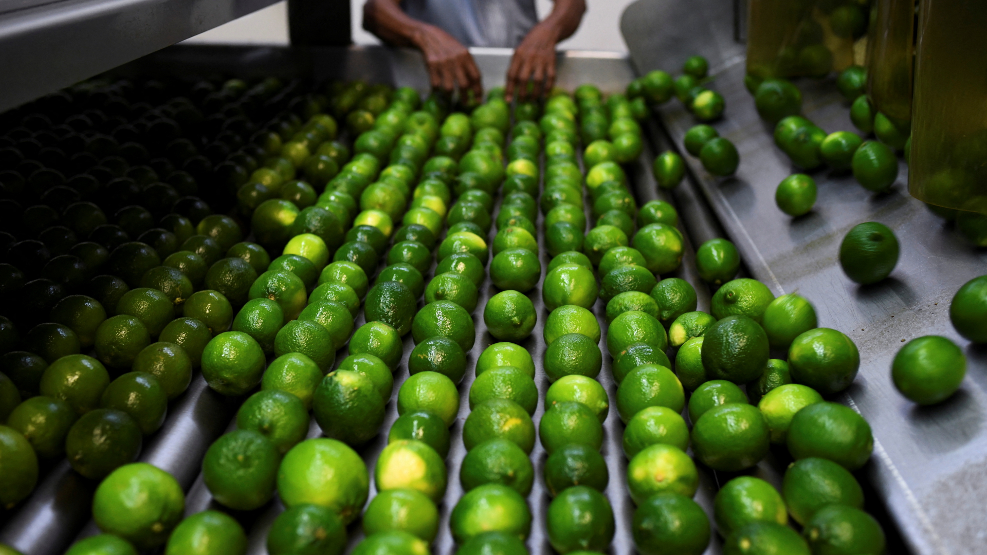 Ein Arbeiter wählt frisch gepflückte Limetten in einer Verpackungsstation in Martinez de la Torre, (Bundesstaat Veracruz, Mexiko) aus | REUTERS