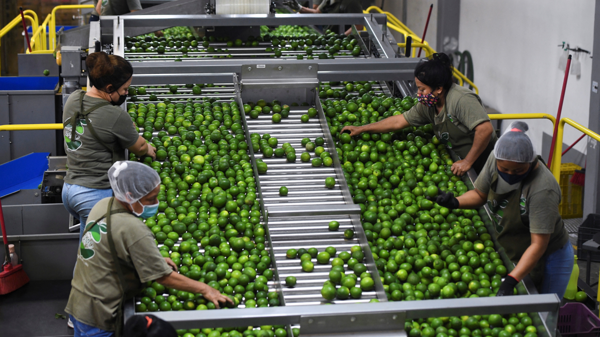 Arbeiterinnen sortieren Limetten in einer Verpackungsstation in Martinez de la Torre (Bundesstaat Veracruz, Mexiko) | REUTERS