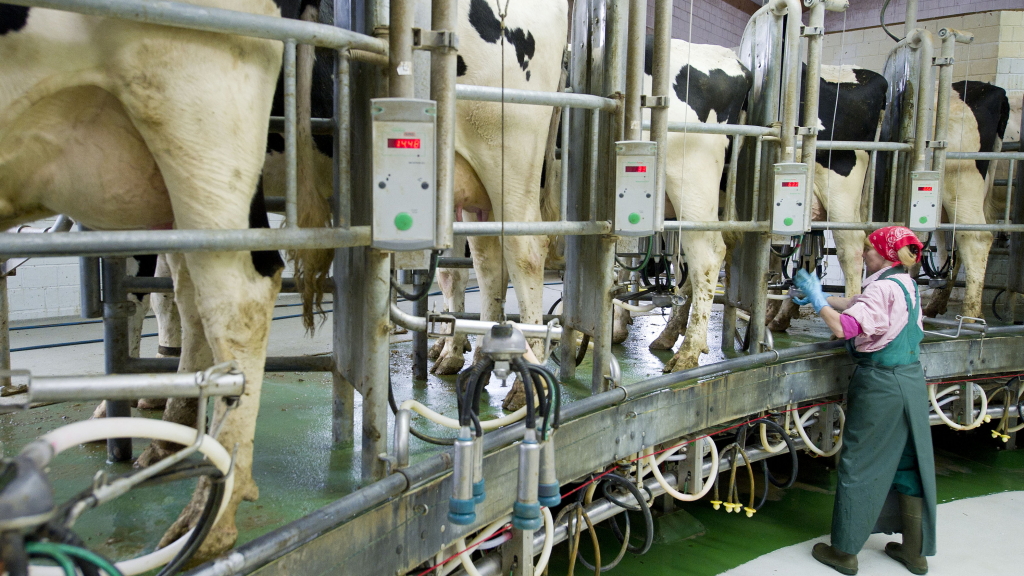 Milchkühe in einem Stall in Brandenburg