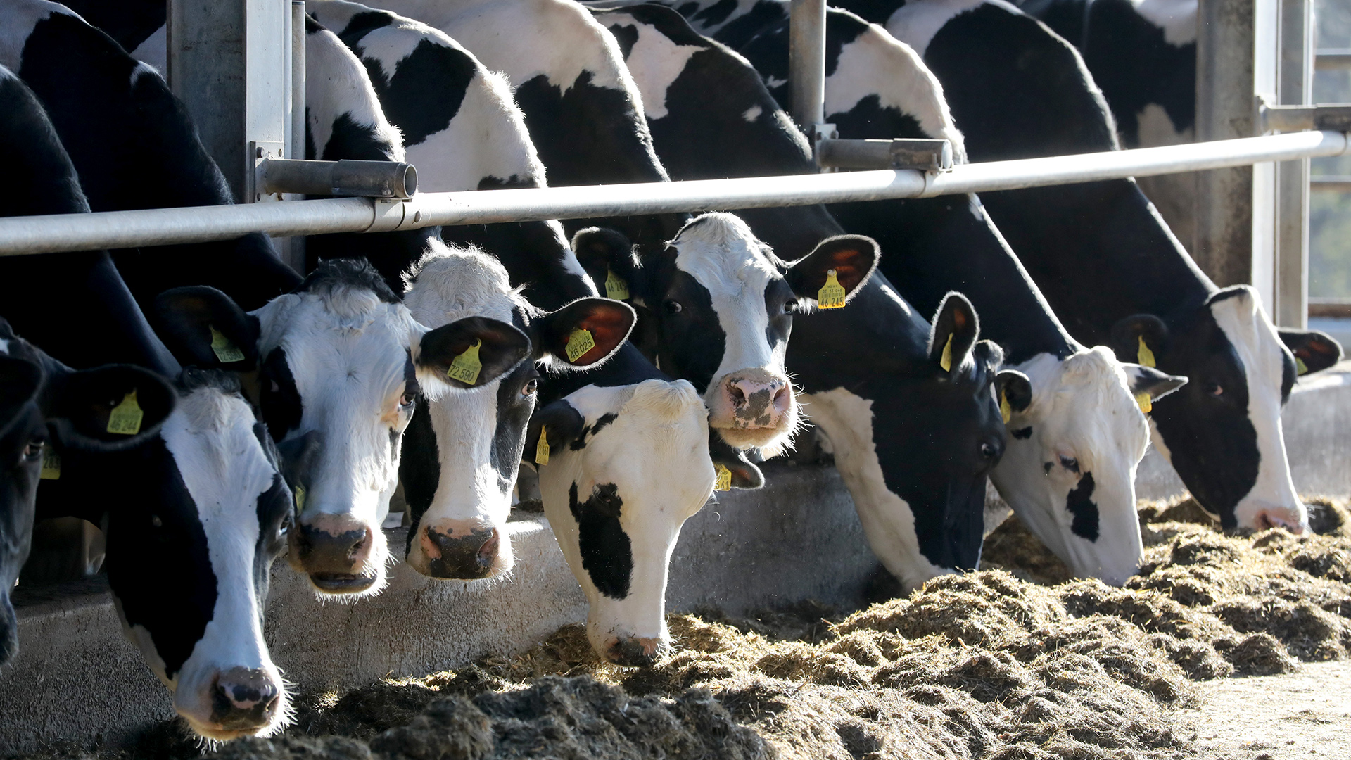 Milchkühe stehen in einem Stall des Landwirtschaftsbetriebes Helms, Mecklenburg-Vorpommern. | dpa