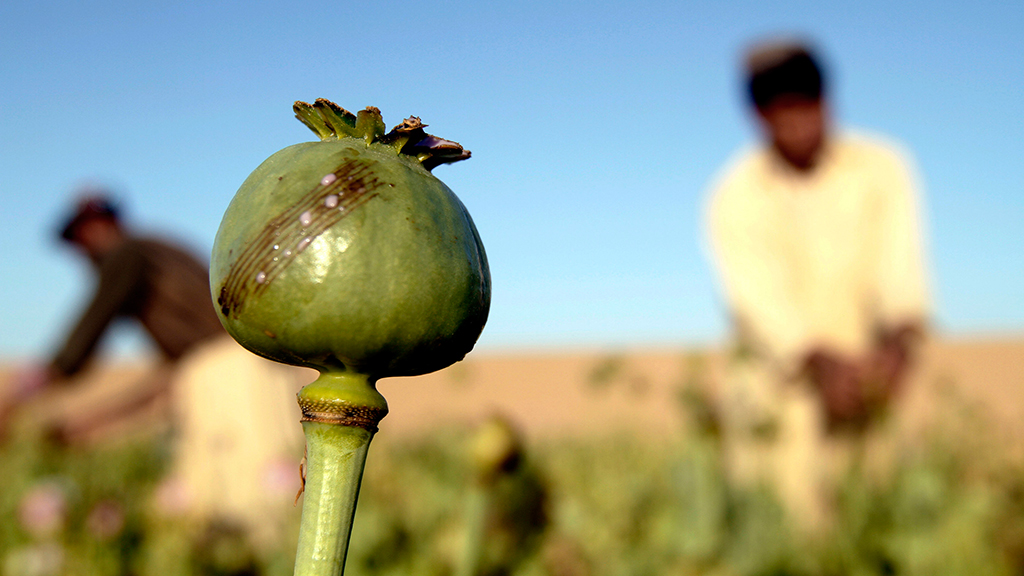 Afghanische Bauern ernten Rohopium. | AP