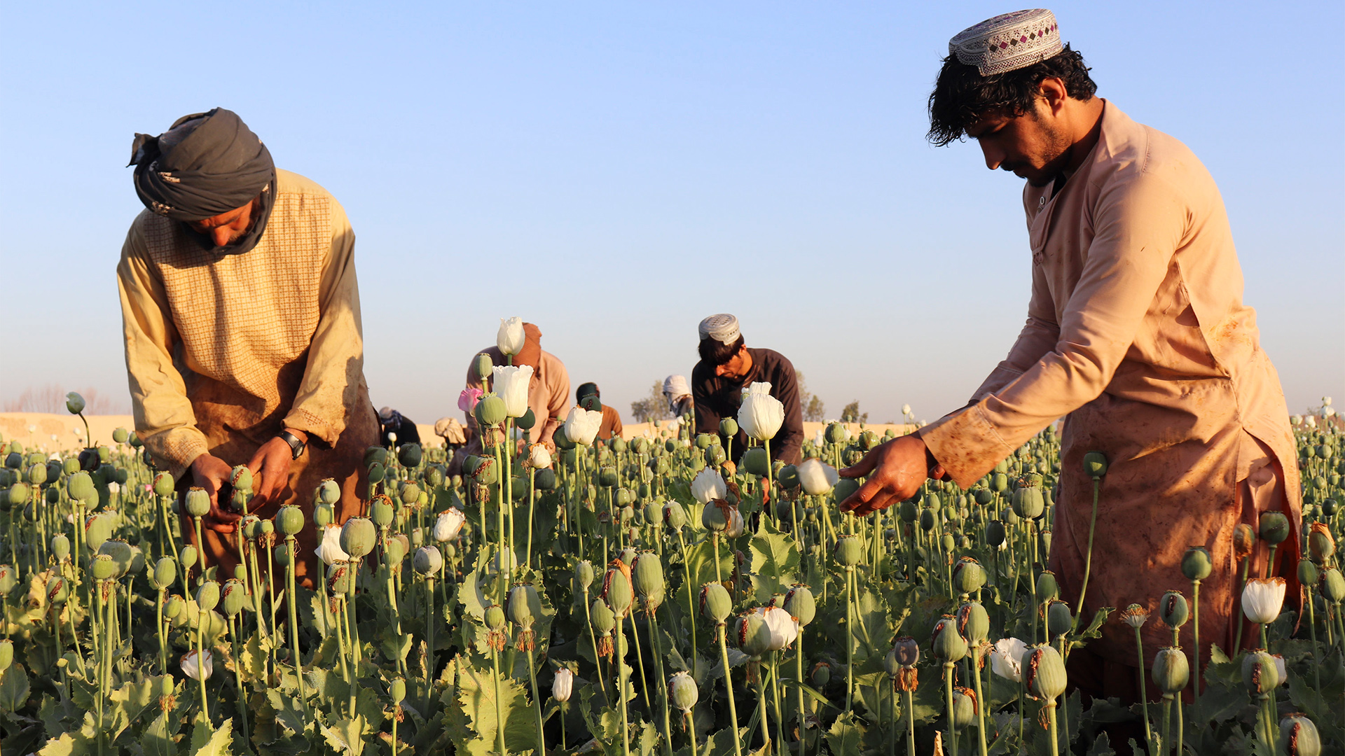 Afghanische Bauern ernten Mohn | AP