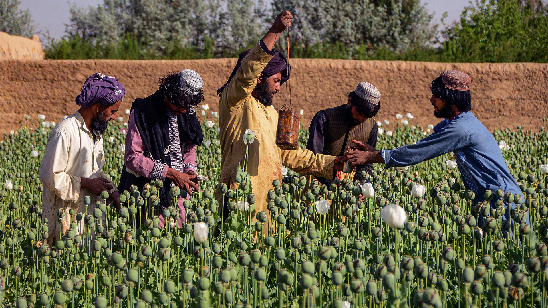 Afghanische Bauern sammeln Rohopium auf einer Mohnplantage. | AFP
