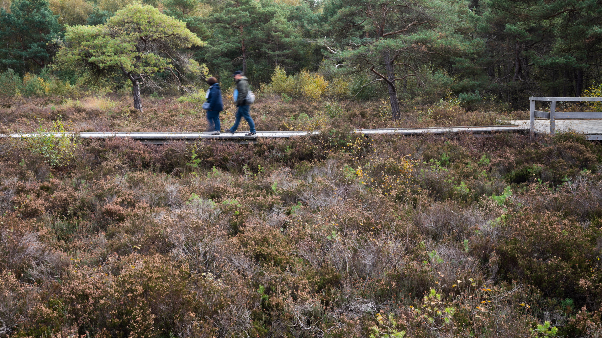 Ein Paar geht durch das Naturschutzgebiet Totes Moor am Steinhuder Meer | dpa