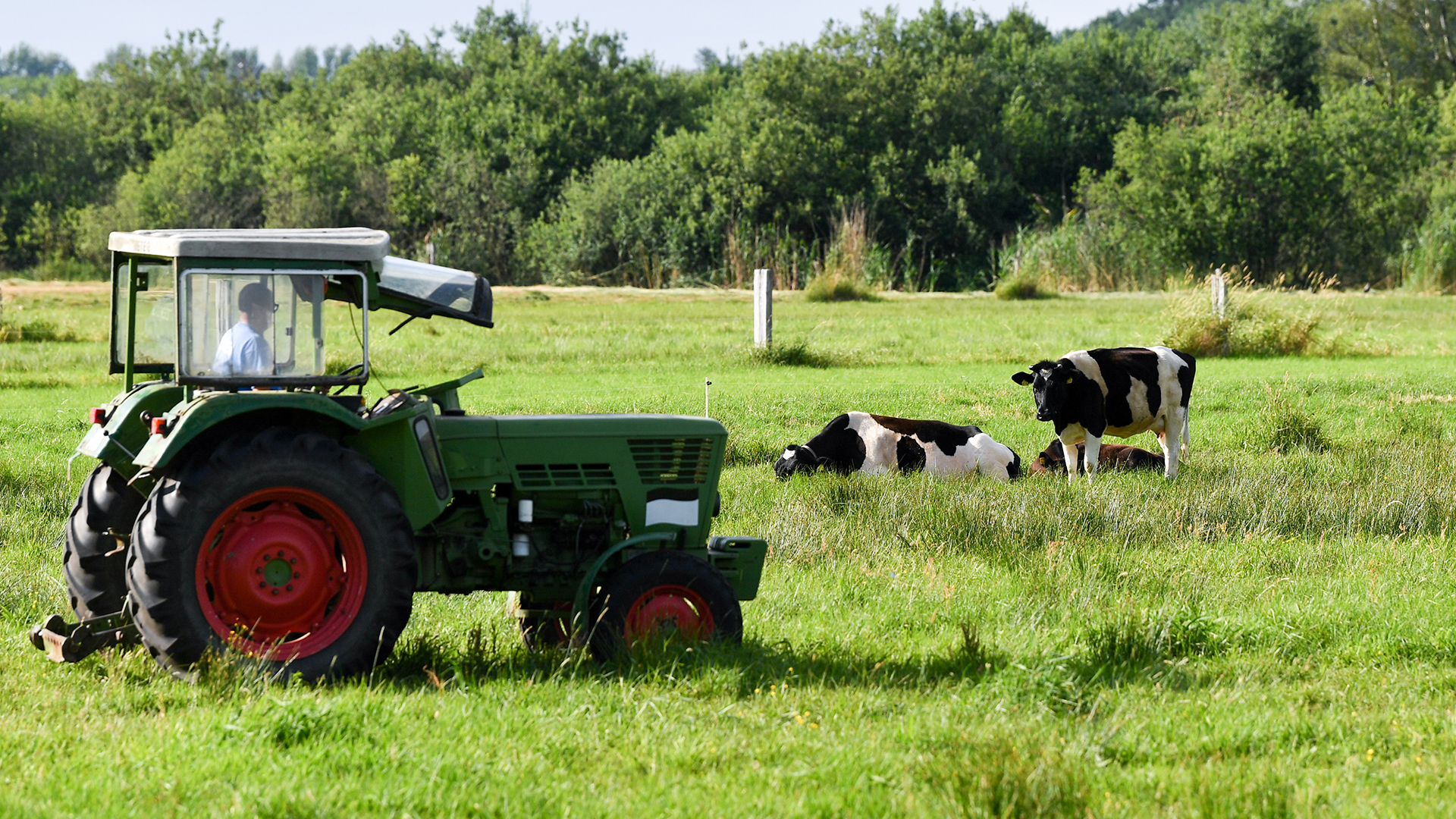 Ein Traktor fährt an Kühen vorbei durch die Moorlandschaft des Oberen Rhinluchs