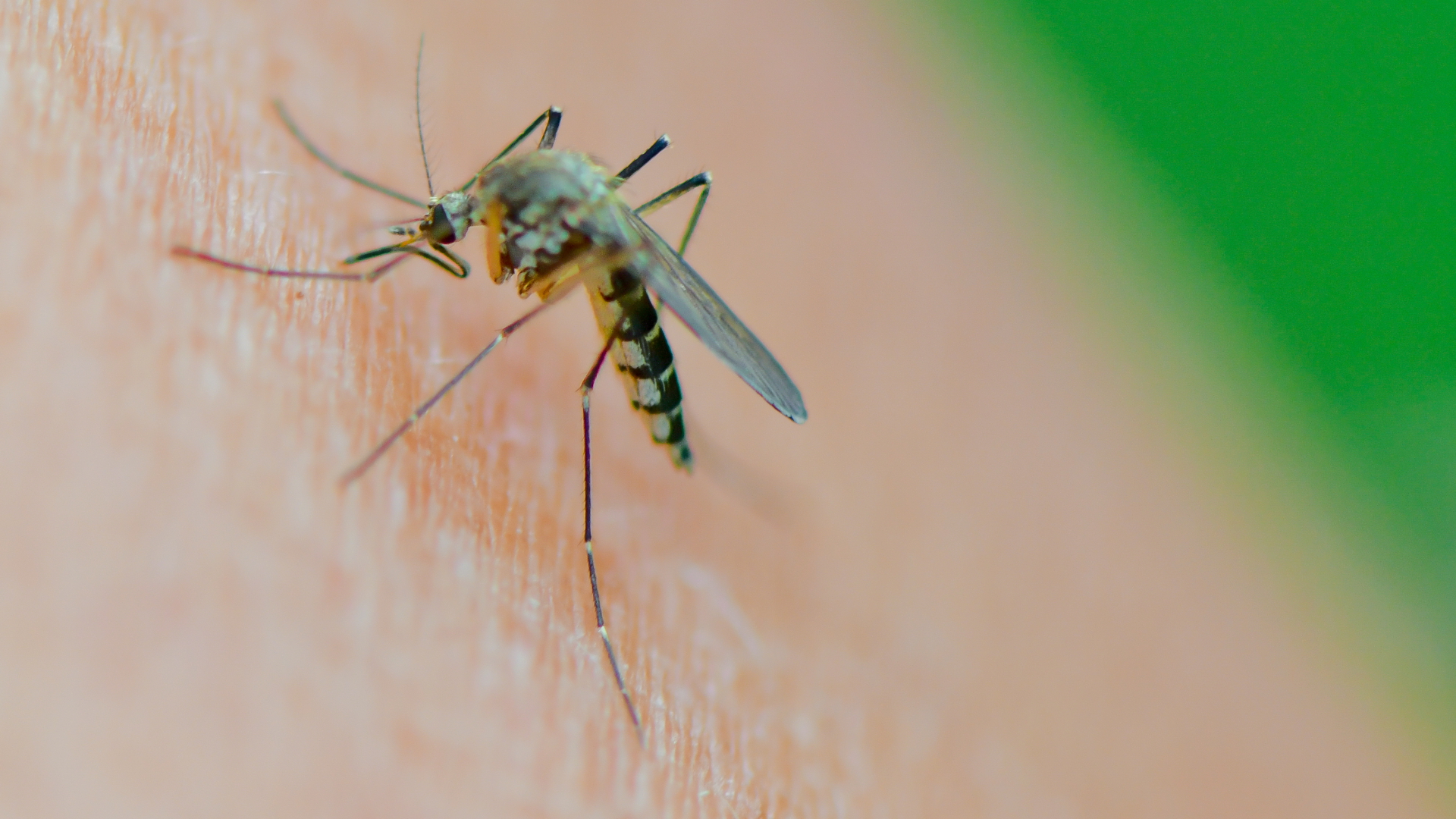 Eine Mücke der Art Aedes vexans saugt Blut an einem Arm. | dpa
