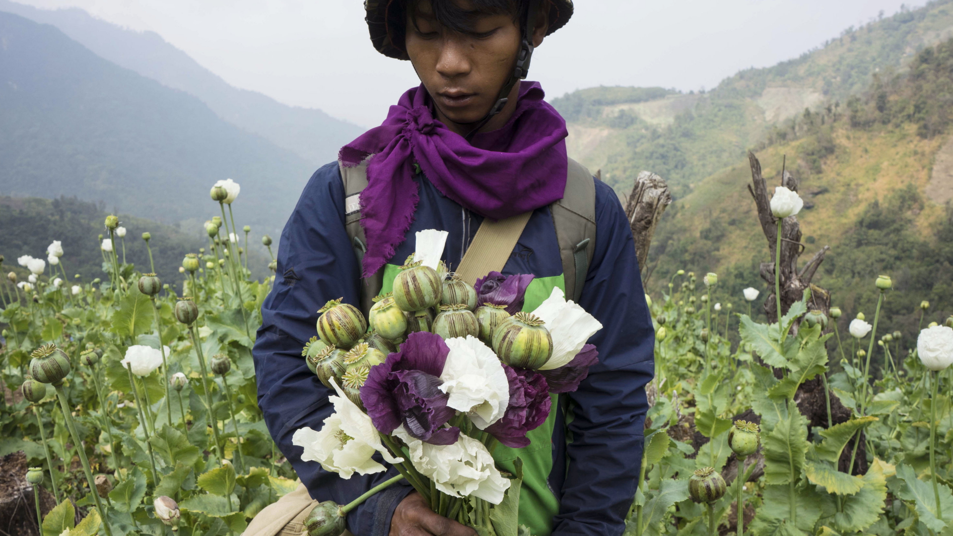 UN-Bericht: Opium-Anbau in Myanmar nimmt wieder zu