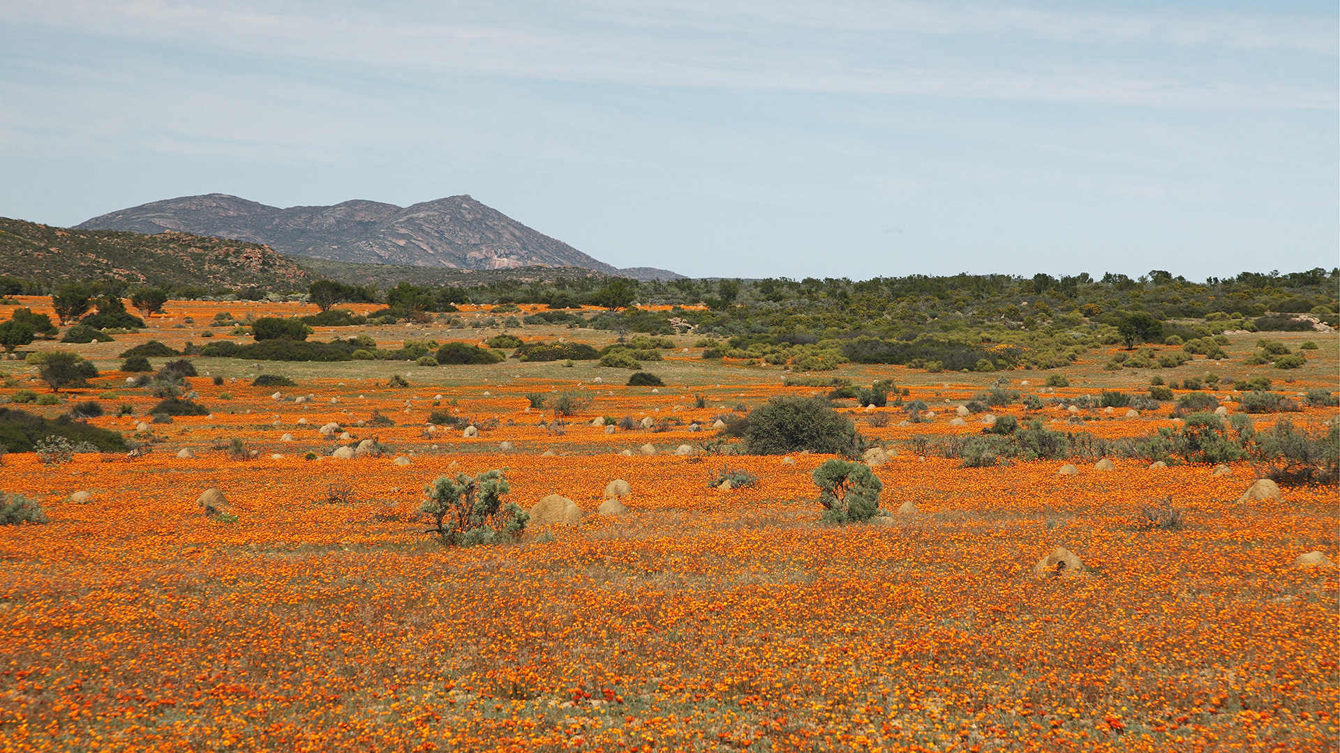Viele Wildblumen blühen in Namaqualand. | picture alliance / blickwinkel/M