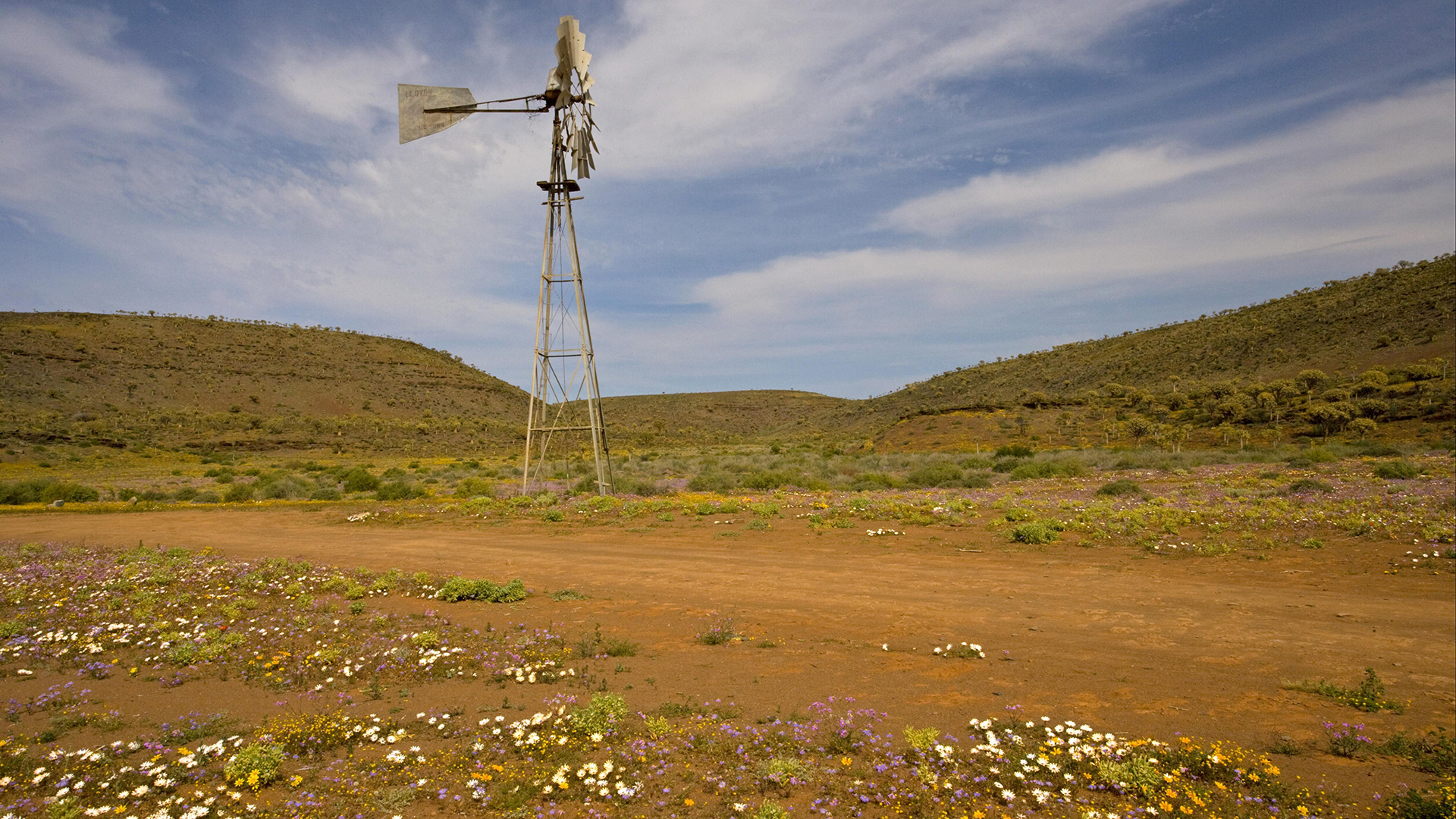 Ein Windrad steht vor Wildblumen in Namaqualand. | picture alliance / imageBROKER