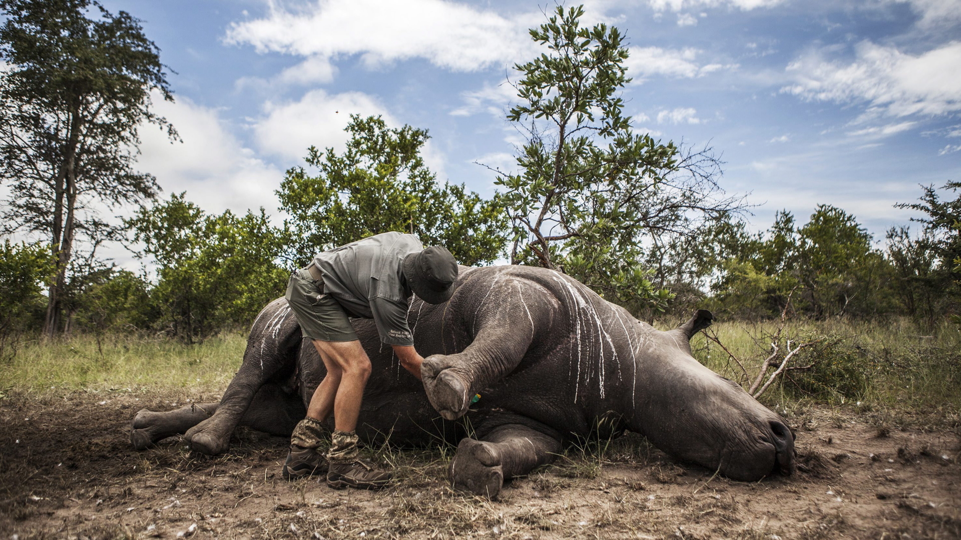 Ein von Wilderern getötetes Nashorn im Kruger-Nationalpark in Südafrika (Archivbild)