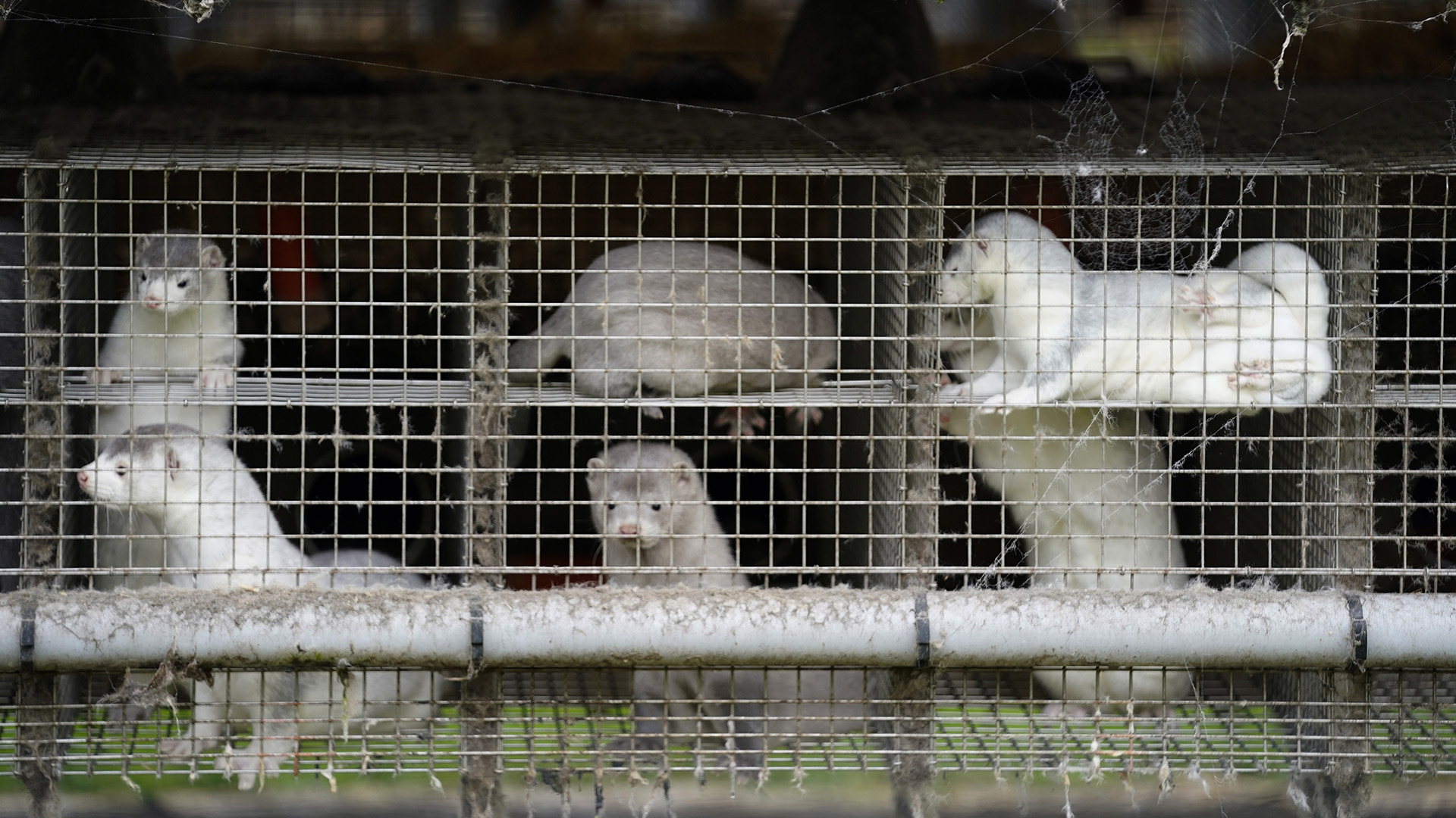 Nerze stehen ihren Käfigen in einem Bauernhof in Gjoel in Nordjütland. | dpa