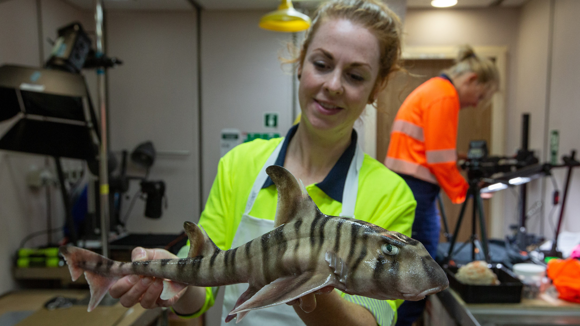 Previously Unknown Species: New Shark Discovered in Australia