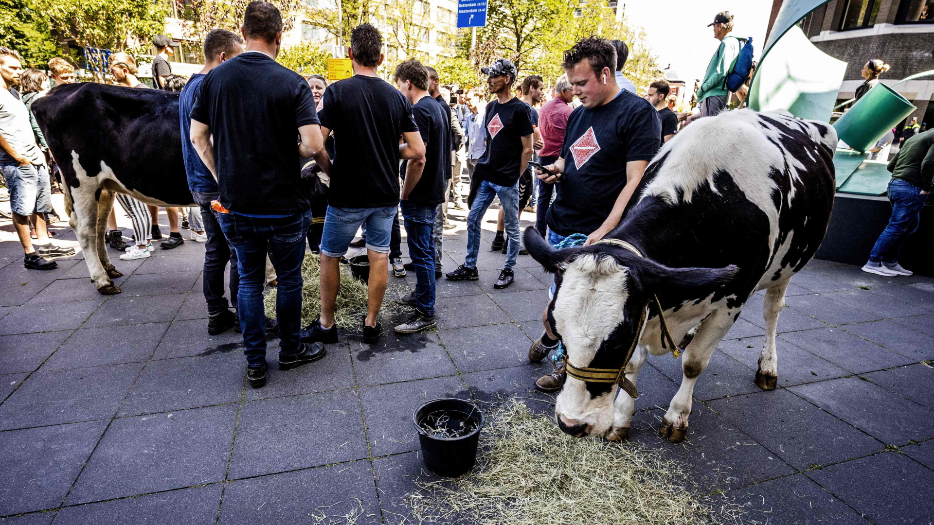 Bauern mit Rindern protestieren vor dem Parlament in Den Haag | AFP