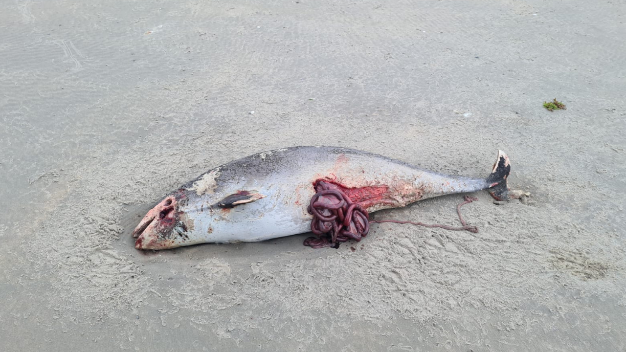 Der Kadaver eines Schweinswals, der an den Strand der Insel Schiermonnikoog gespült uwrde. | dpa