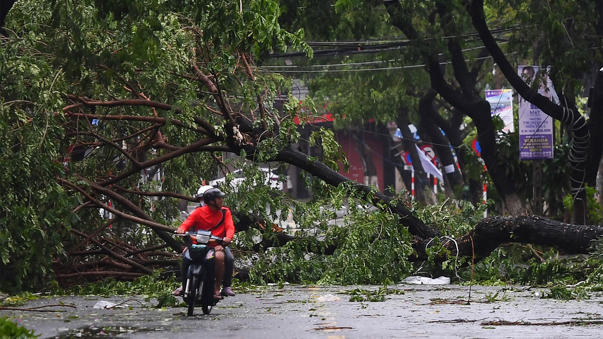Ein Motorroller fährt vor einem umgestürzten Baum. | AFP