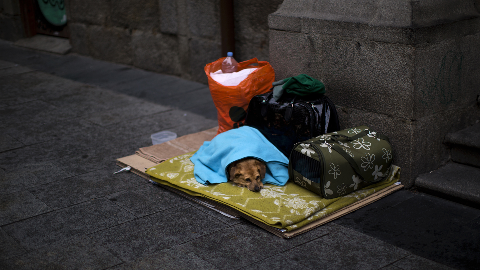 Ein Hund liegt auf einer Straße auf einer Decke | picture alliance / AP Photo